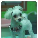 쭈니살롱 이미지