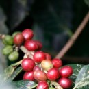 정이농장 이미지