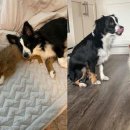 껌딱지펫 이미지