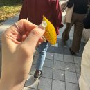 외근과 연차로 빠르게 지나간 11월 1주, 가을 막차 주간일기 (코엑스유교전/남이섬가족여행/양평글램핑)