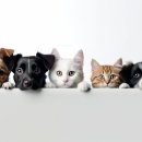 조은동물병원 이미지