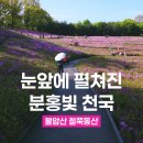 바다동산 | 분홍빛 바다에 빠지다, 노원 불암산 철쭉동산 실시간 개화 후기(4월 19일)