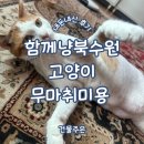 함께냥 앤 함께냥품 북수원점 | 수원 고양이미용 30분 컷 빠르게 무마취 약용목욕 함께냥 북수원 내돈내산 추천 프라이빗한 고양이 호텔