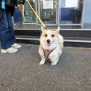 성심동물병원 | 🐶 대전장거리택시 노은동 → 공주→ 유성 성심동물병원 펫 진료 이동기!