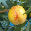 은혜농장 이미지