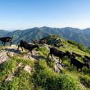 영광밤골흑염소농장 | [영광건강원] 기력 없는 시니어 필독! '검은 보물' 흑염소즙 효능부터 실패 없는 선택법까지 완벽 정리 🐐✨