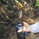 중미목장 | 백두대간종주산행기26차 우두령~부항령