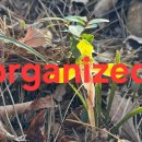 For delay dementia 1,229 Power english 이미지