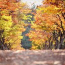 울산 문수구장 마로니에 길(2019-11-04) 이미지