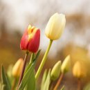완벽한 꽃구경을 위한 서울 봄나들이 장소 추천! 5 이미지