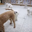 댕댕이 유치원 | 일산 반려견유치원 강아지유치원 퍼피스프링 일산점, 너무 신난다요