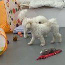 브라이튼독 이미지