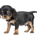 21세기동물병원 이미지