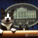 퍼스트펫 이미지