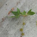 버즘나무 양버즘나무 단풍버즘나무 ==잎구별하기,올립니다~~~~~~~~~~나의식물도감입니다 이미지