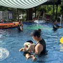 영월가자 펜션&캠핑장 | 강원도 애견동반 캠핑장 여름엔 수영장까지 완벽한 영월가자캠핑장펜션