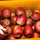 알로만농원 이미지