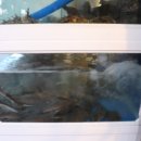 감포참가자미 이미지