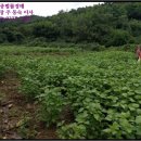 웅양면-31 이미지