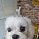 예쁘개 미용 이미지