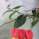 덕원식물원