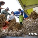 경북 의성 토종마늘 정보화마을 뉴스1