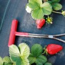 선은식농장 이미지