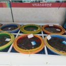 신선 낙지 이미지