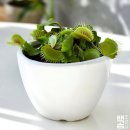 진해구 ⓒ-22 | 식충식물 파리지옥 키우기 (모기 직접 먹인 후기+햇빛+가지치기) 성장 기록2