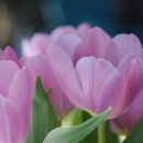 튤립공원 이미지