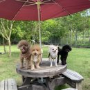 개구쟁이 애견 이미지