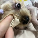 강아지톡 | 강아지인공눈물 하울릭 퓨어톡 후기