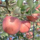 재부 농장 이미지