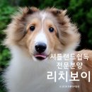 리치켄넬 이미지