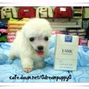 이쁜강아지 이미지