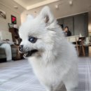 회기역 강아지동반식당 정가양갈비 방문 후기