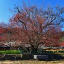 산수유피는마을 | 보석같이 붉게 빛나는 산수유