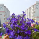 로벨리아 이미지