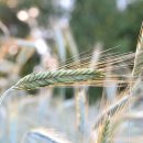 나의 강아지에게 이미지