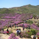 황매산 벚꽃길 이미지