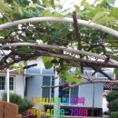 사철나무집민박 이미지