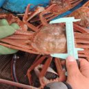 동해-단속-21 이미지