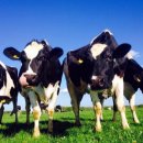 대평 목장 이미지