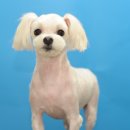 펫파크 동백점 이미지