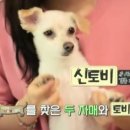 토비토비