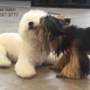 아지펫살롱 이미지