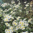 발리동천 이미지