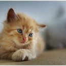 평촌동물병원 이미지