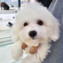 상도그 천안점 이미지