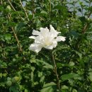 무궁화(Hibiscus syriacus) 이미지